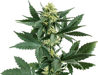 Cannabis-plant